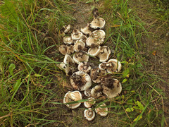 Lactarius controversus
