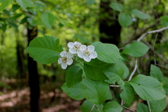 Crataegus triflora