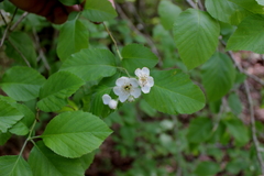 Crataegus triflora