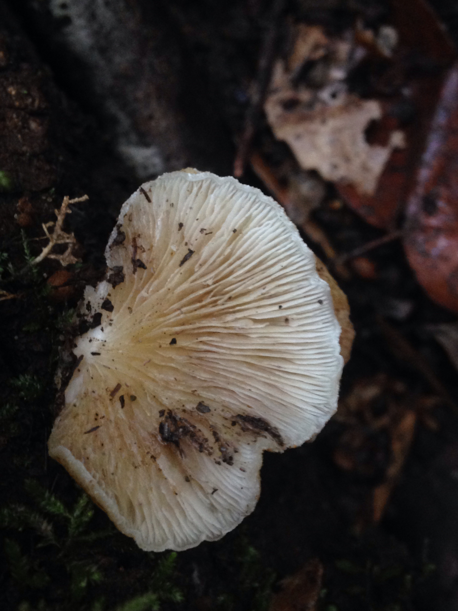 Crepidotus mollis image