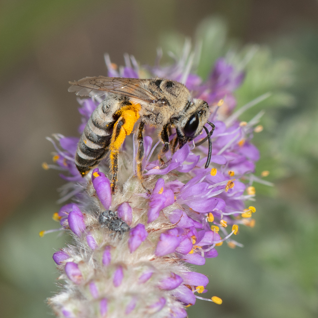 Aberrant Cellophane Bee