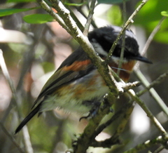 Batis capensis capensis