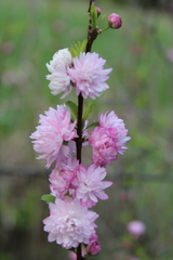 Prunus glandulosa