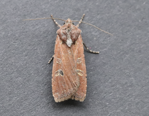Red-backed Cutworm Moth photo 2