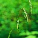 Nodding Semaphore Grass - Photo (c) robirdman, some rights reserved (CC BY-NC), uploaded by robirdman