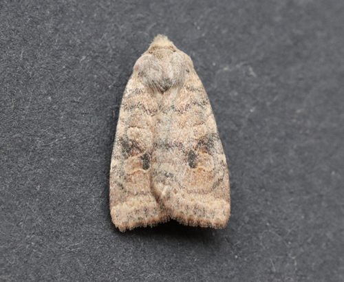 Poplar Catkin Sallow photo 3