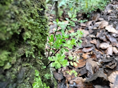Peperomia quadrifolia, photograph 6