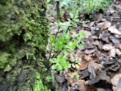 Peperomia quadrifolia, photograph (c) Abraham A. Gómez Landero, some rights reserved (CC BY)
