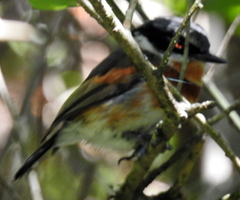Batis capensis capensis