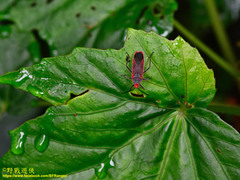 Thunbergia marginata