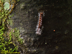 Euproctis nigricauda