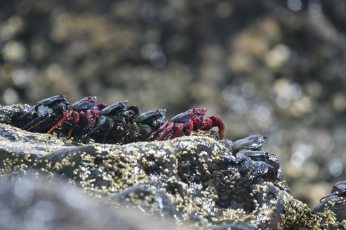 Red Rock Crab