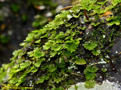Crepidomanes minutum