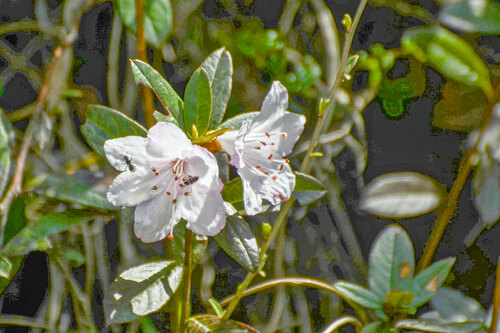 Rhododendron virgatum, photograph 3