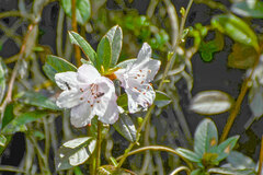 (c) Jay Pruett, some rights reserved (CC BY) Rhododendron virgatum, photograph (c) Jay Pruett, some rights reserved (CC BY)