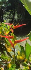 Heliconia latispatha image