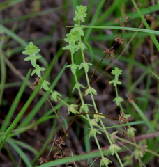 Cruciata pedemontana