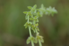 Cruciata pedemontana