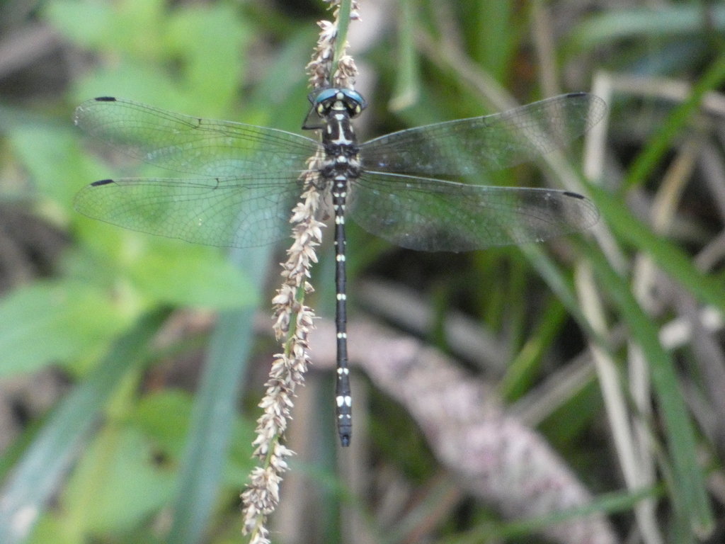 Variable Tigertail