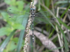 Eusynthemis aurolineata