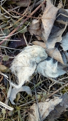 Canis lupus italicus