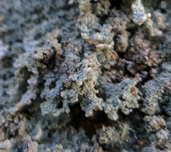 Lepraria membranacea