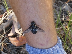Triclista guttata