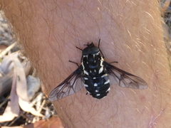 Triclista guttata