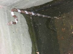 Leptodeira nigrofasciata