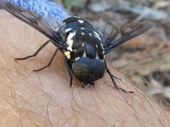 Triclista guttata