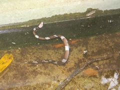 Leptodeira nigrofasciata