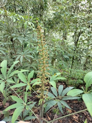 Oreopanax xalapensis - Bark and trunk