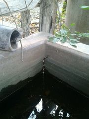 Leptodeira nigrofasciata