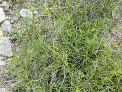 Chaenactis fremontii