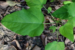 Populus heterophylla