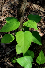 Populus heterophylla
