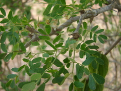 Ebenopsis caesalpinioides