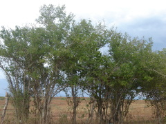 Ebenopsis caesalpinioides