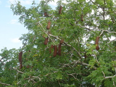 Ebenopsis caesalpinioides