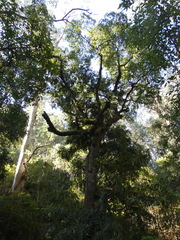 Nothofagus moorei