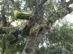 Nothofagus moorei