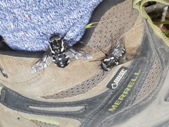 Triclista guttata