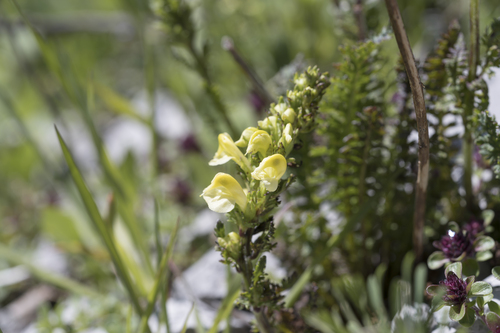 Ascending Lousewort (Pedicularis ascendens)