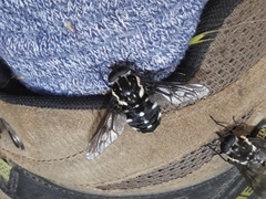 Triclista guttata