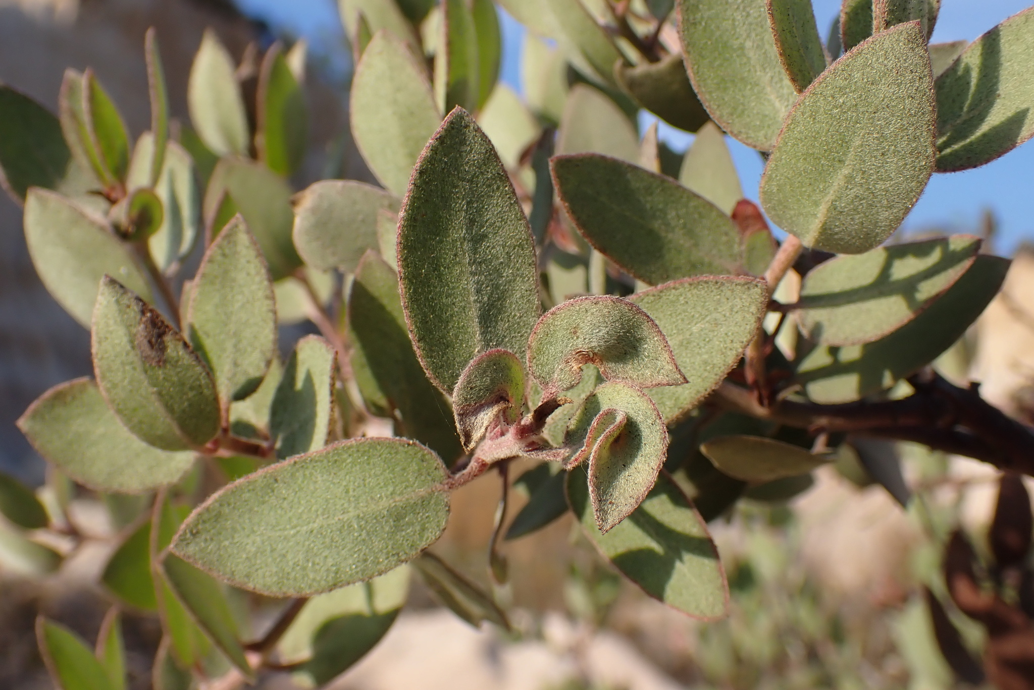 Arctostaphylos glandulosa ssp. crassifolia