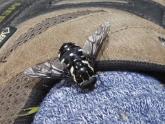 Triclista guttata
