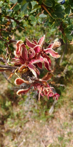 Puccinia magellanica image