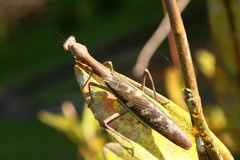 Ephierodula heteroptera
