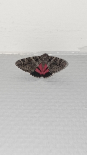 Catocala coniuncta