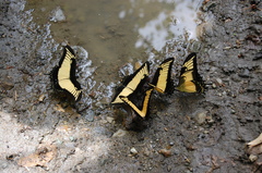 Heraclides androgeus